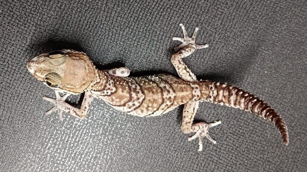 ソメワケササクレヤモリ 販売