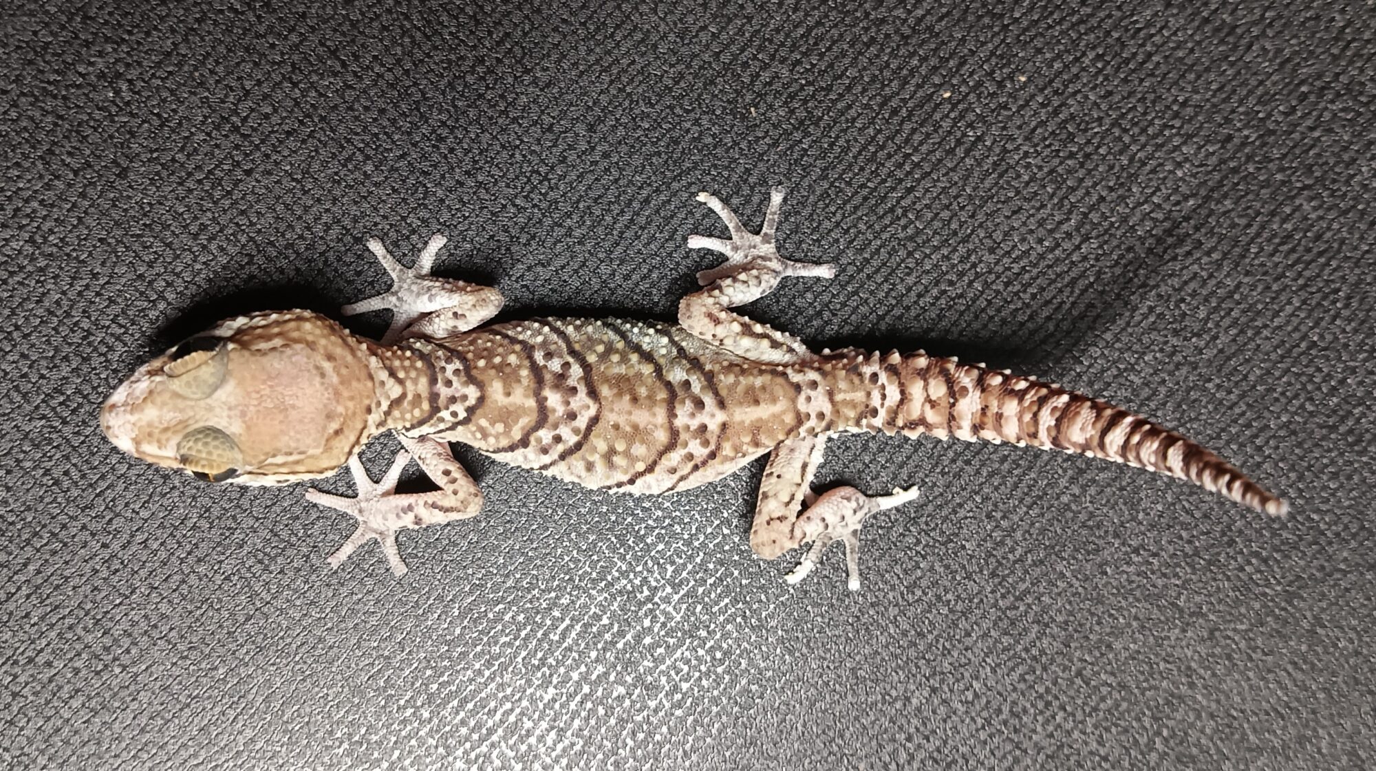 ソメワケササクレヤモリ 販売