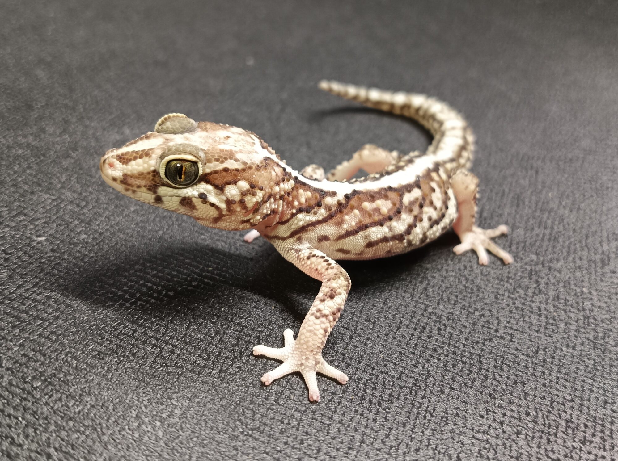 ソメワケササクレヤモリ　SSA2225