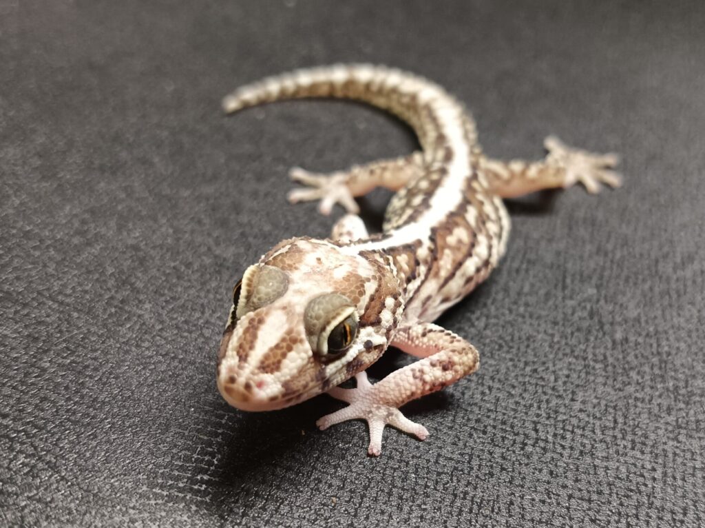 ソメワケササクレヤモリ 販売