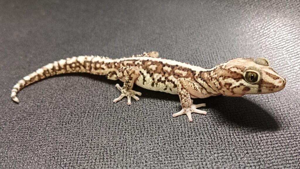 ソメワケササクレヤモリ 販売