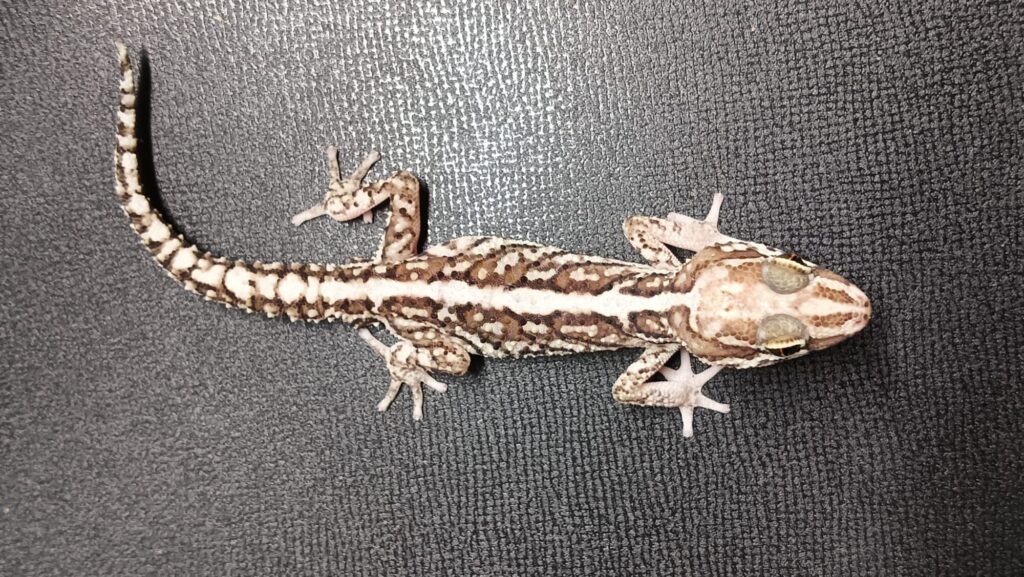 ソメワケササクレヤモリ 販売