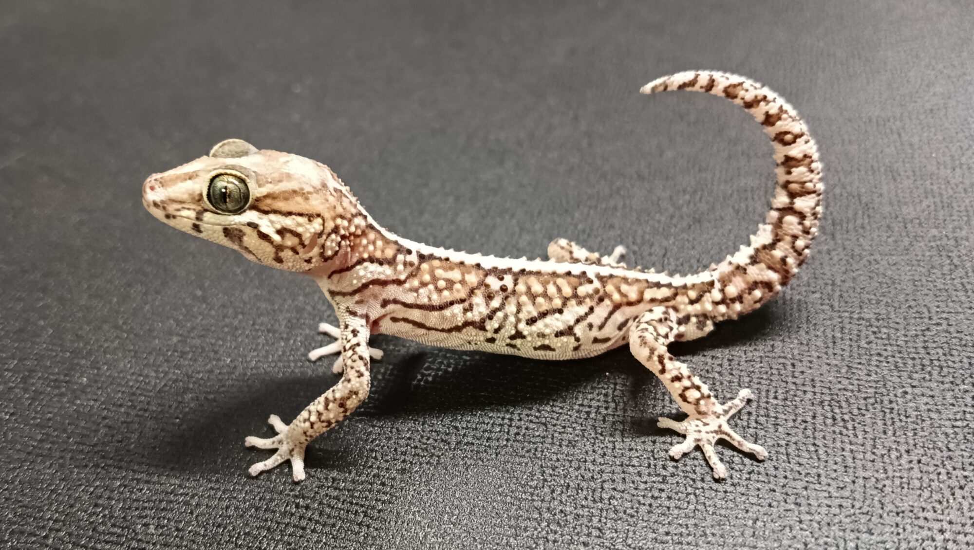 ソメワケササクレヤモリ 販売