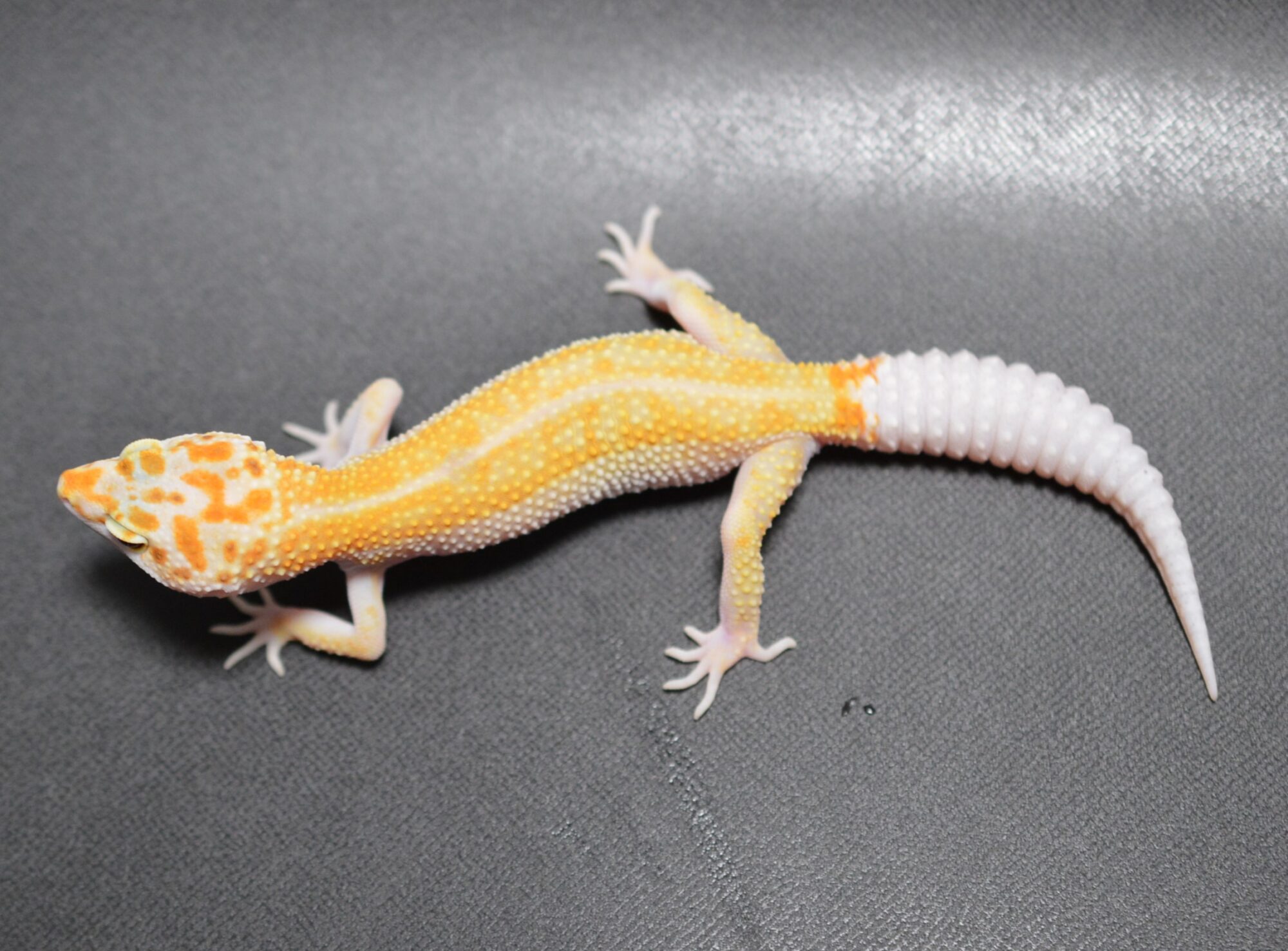 OTODOKE ANIMA【 本日開催 】