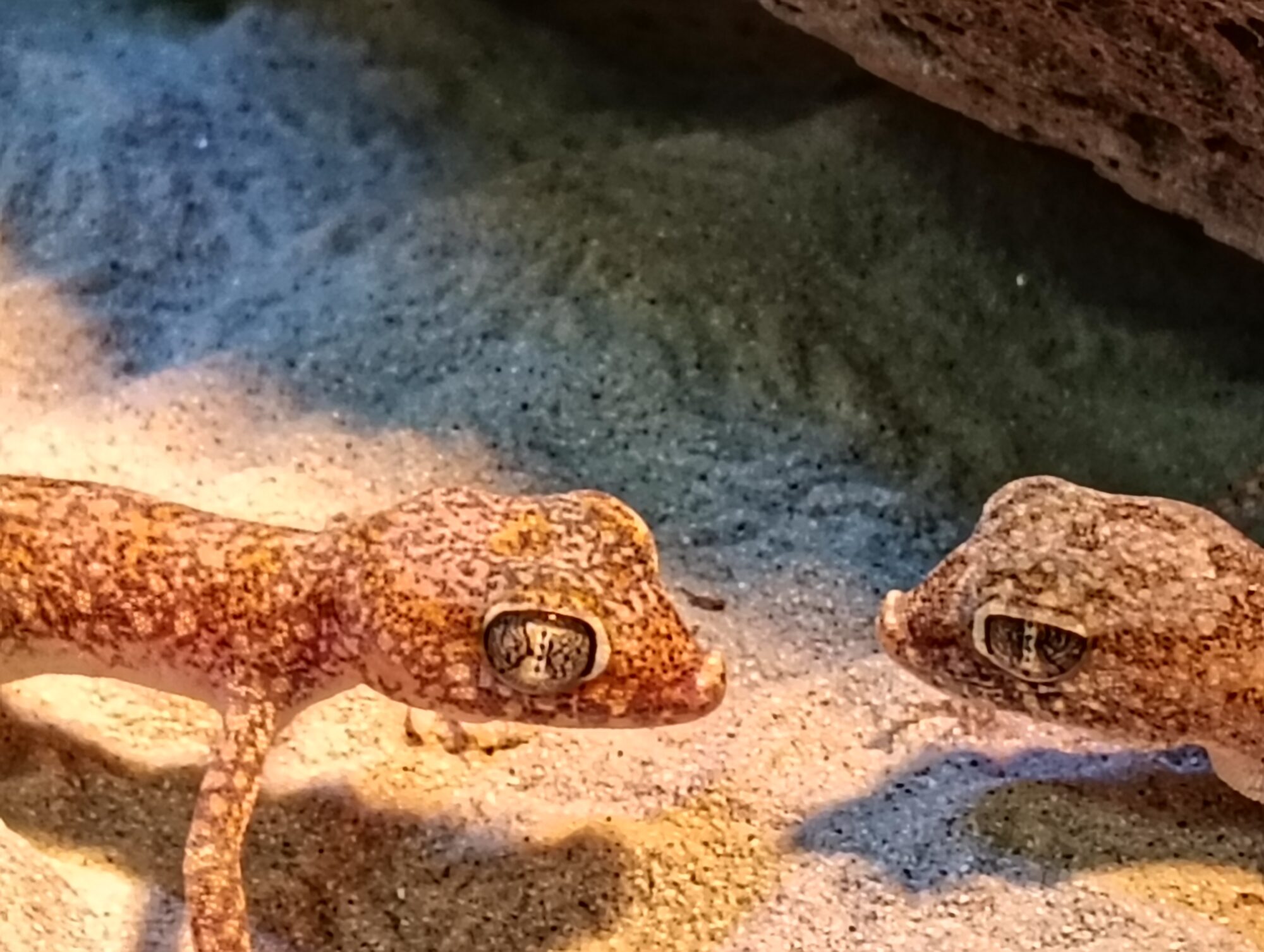 ハリボーを探せ