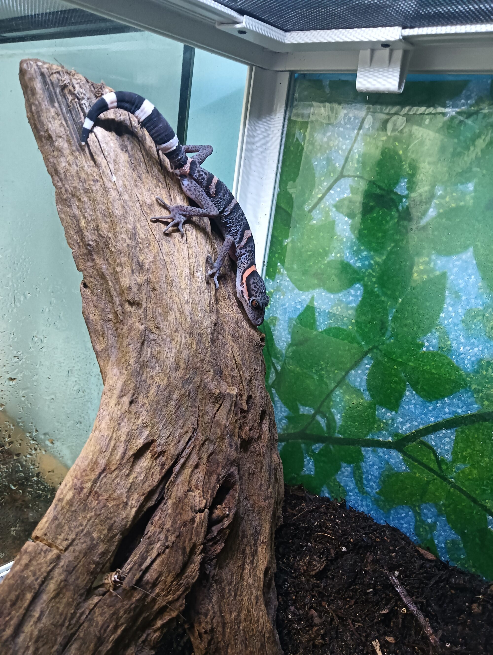ゴマバラトカゲモドキ
