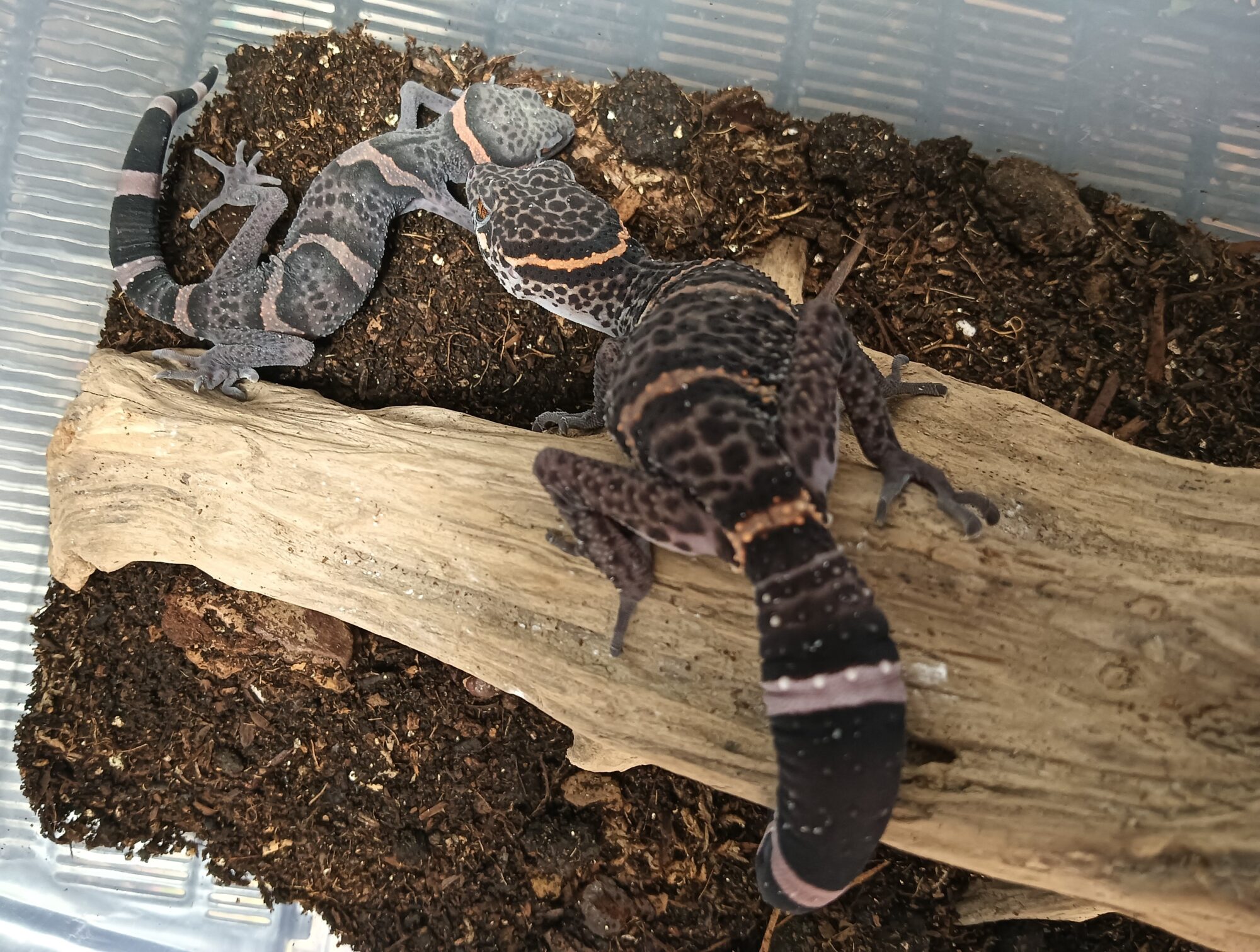 ゴマバラトカゲモドキ
