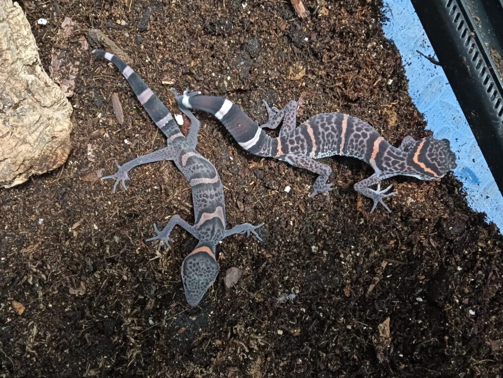 ゴマバラトカゲモドキ