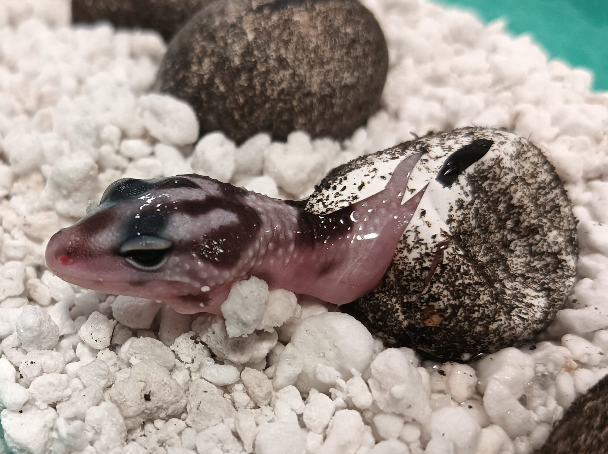 オバケトカゲモドキ