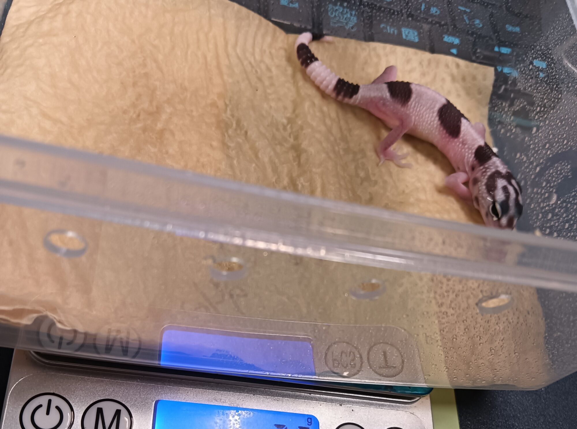 オバケトカゲモドキ