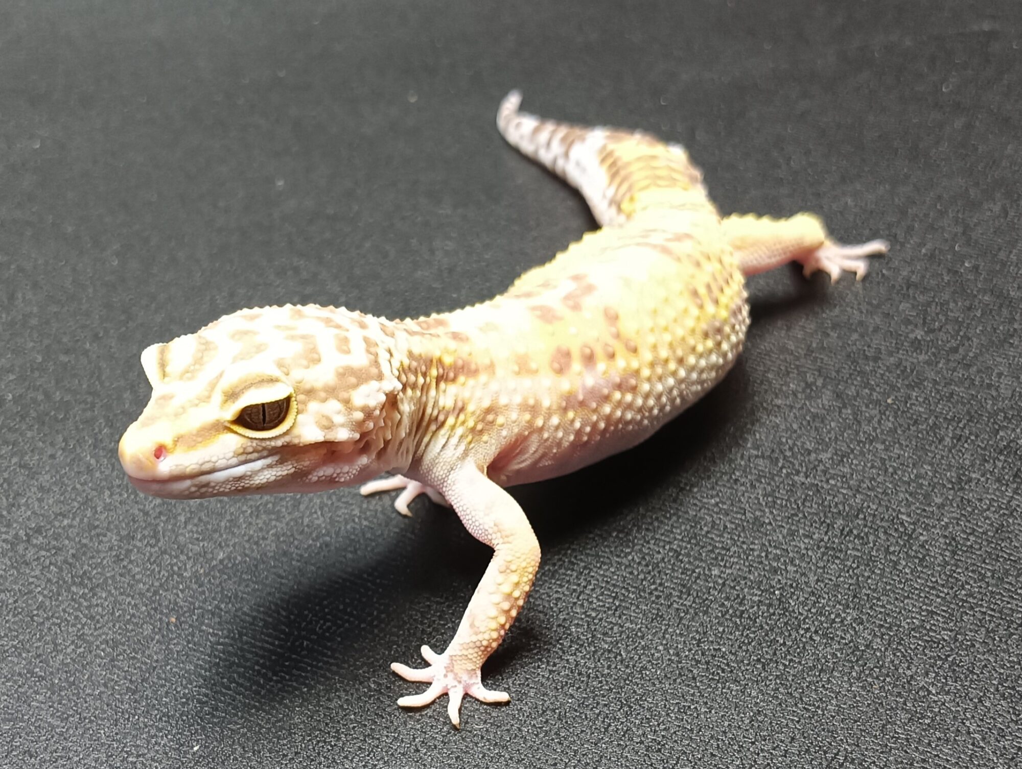 レオパ　トレンパーアルビノ　販売