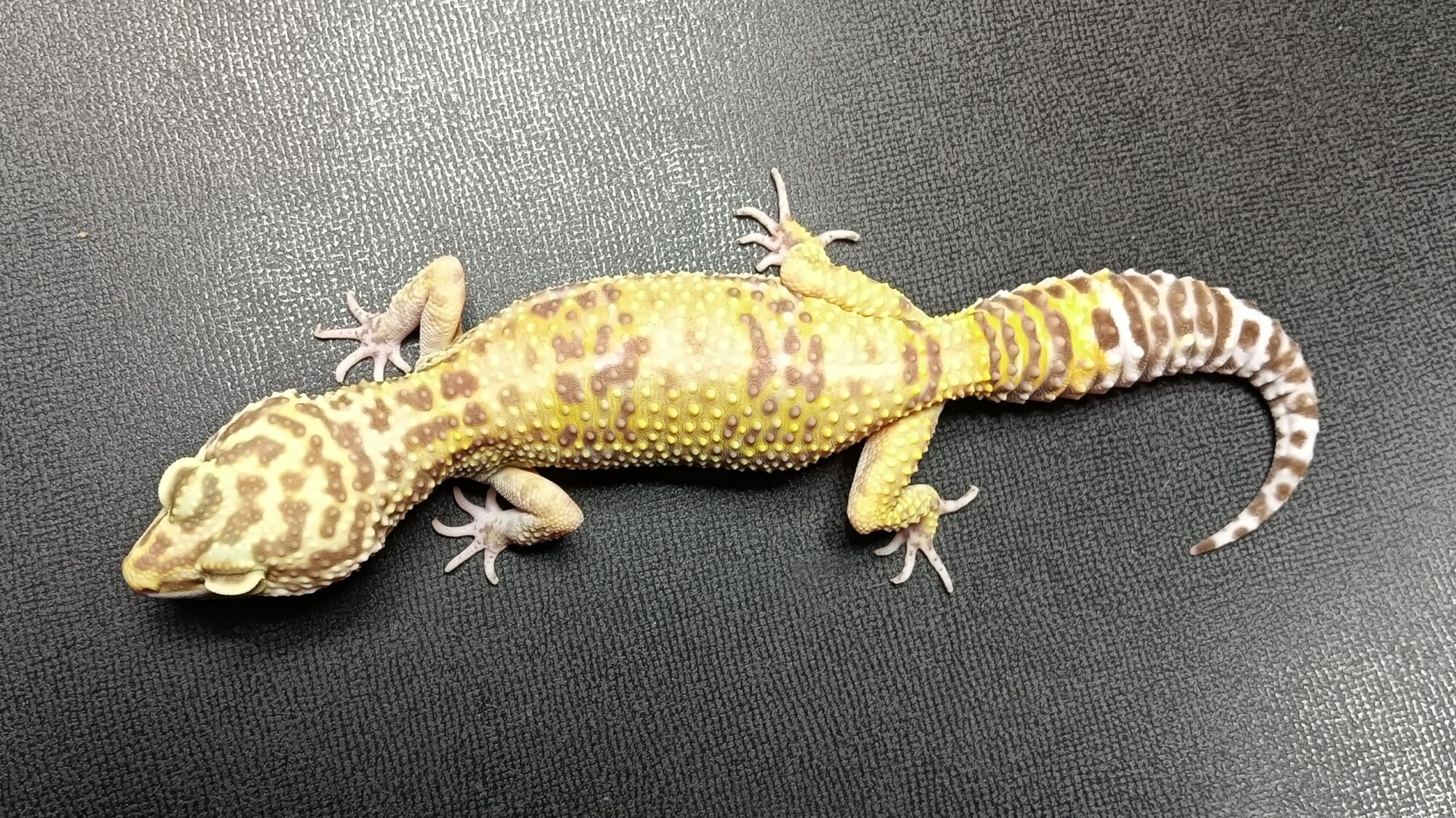 レオパ　トレンパーアルビノ　販売　