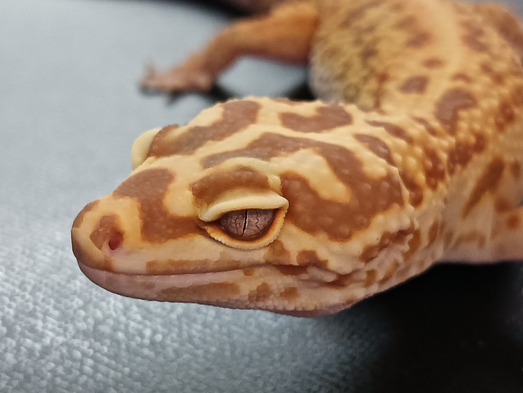 ヒョウモントカゲモドキ　HT224