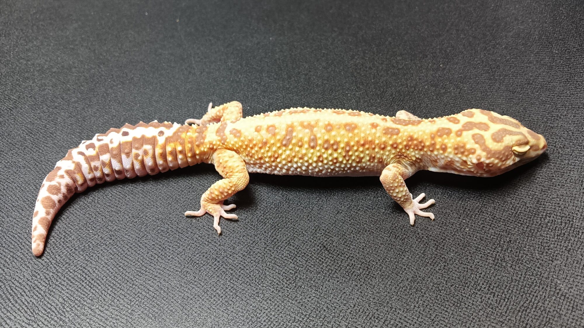 タンジェリン　レオパ　販売