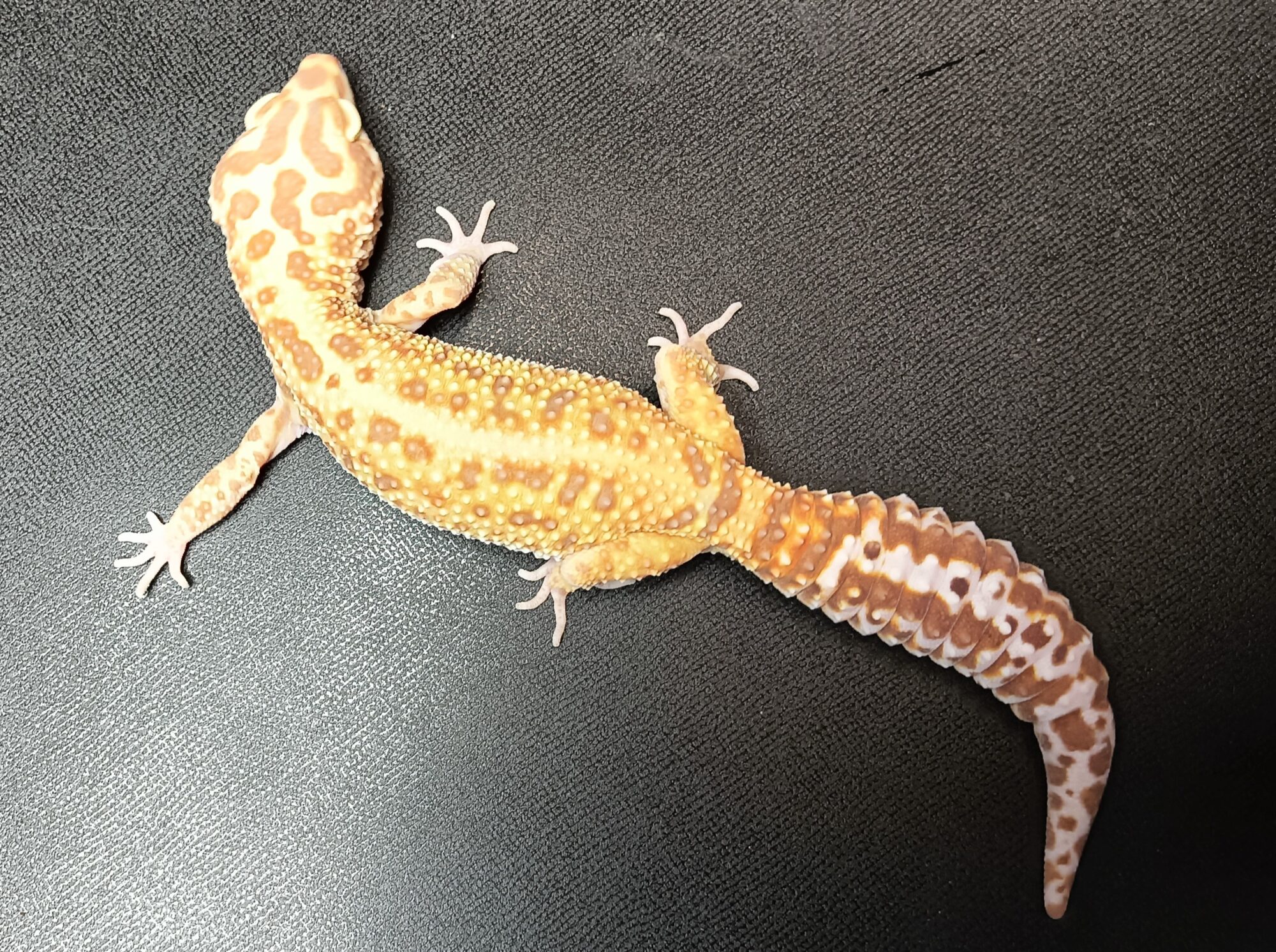 レオパ　タンジェリン　販売