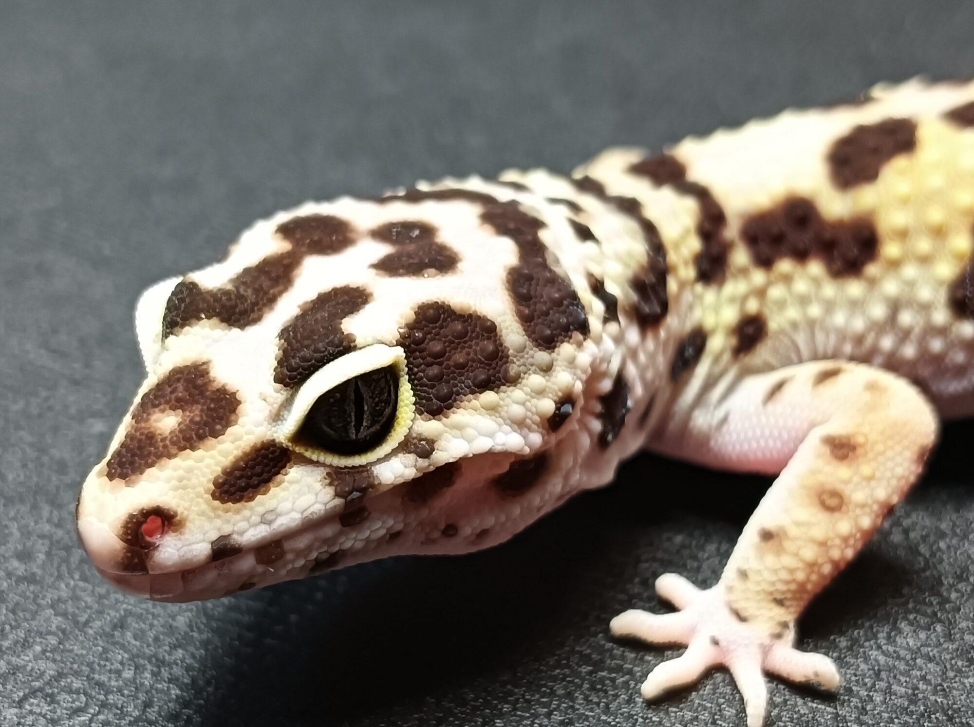 ヒョウモントカゲモドキ　HT2425