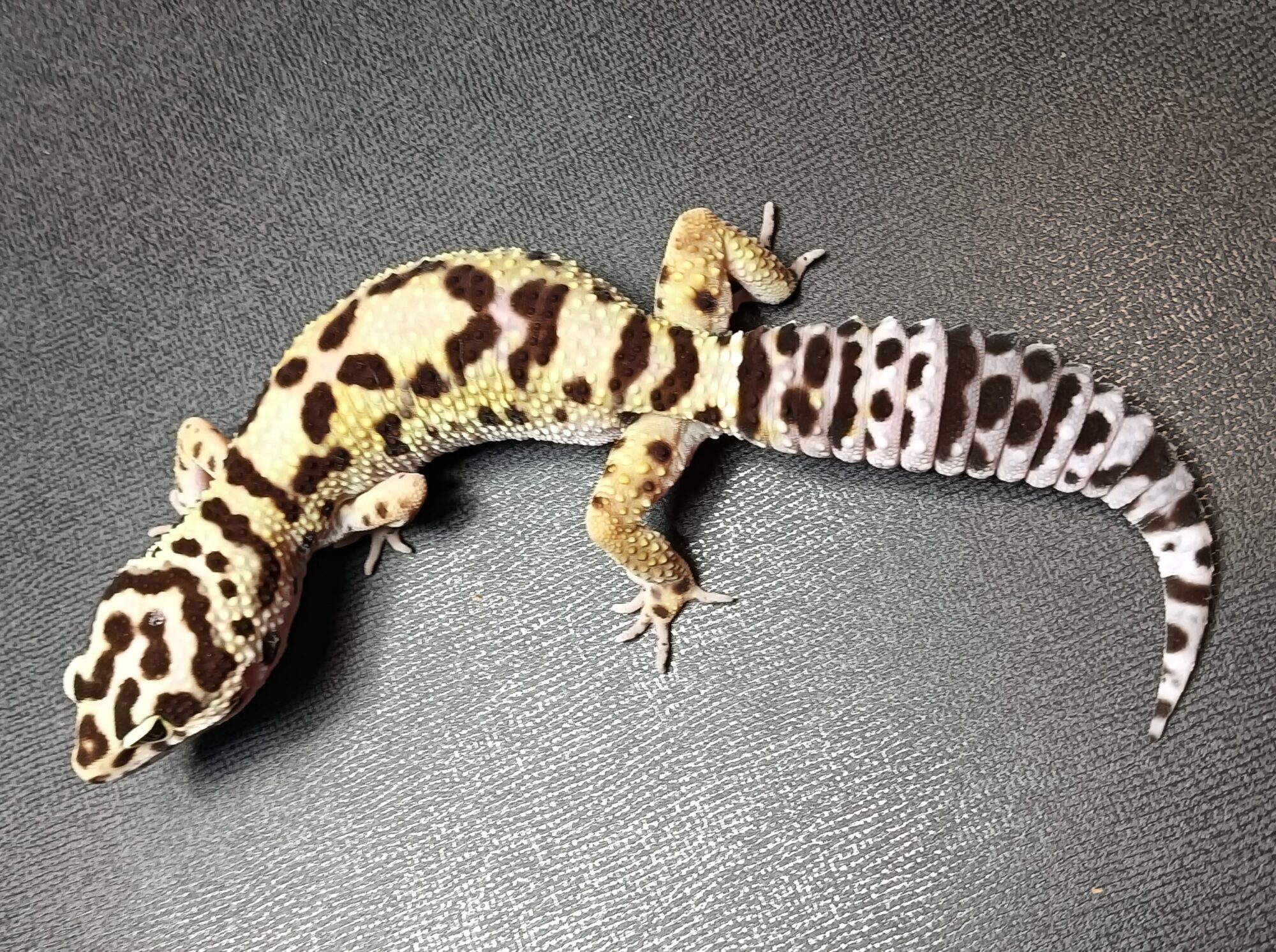 レオパ　ジャングル　販売