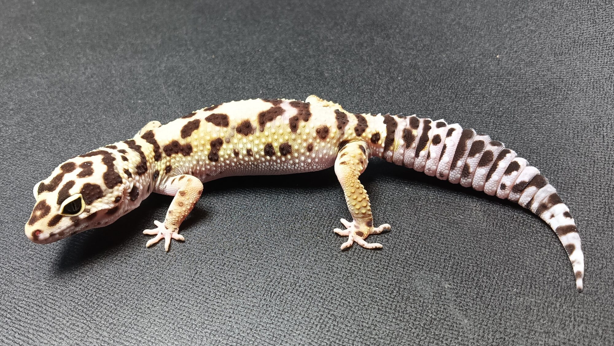 レオパ　ジャングル　販売