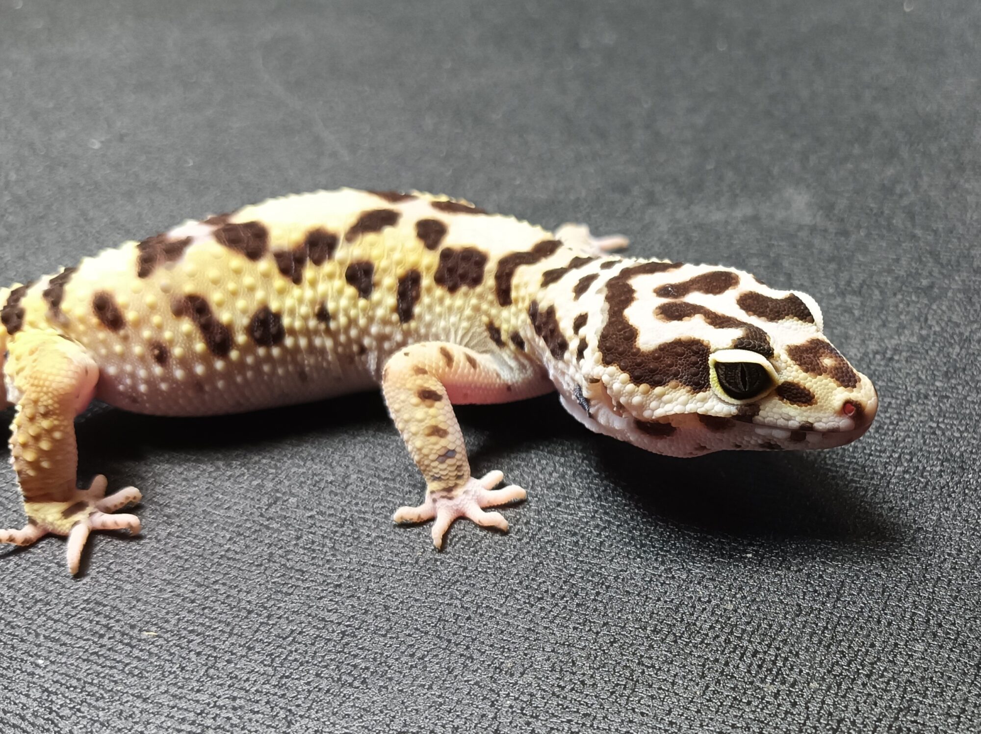 レオパ　ジャングル　販売