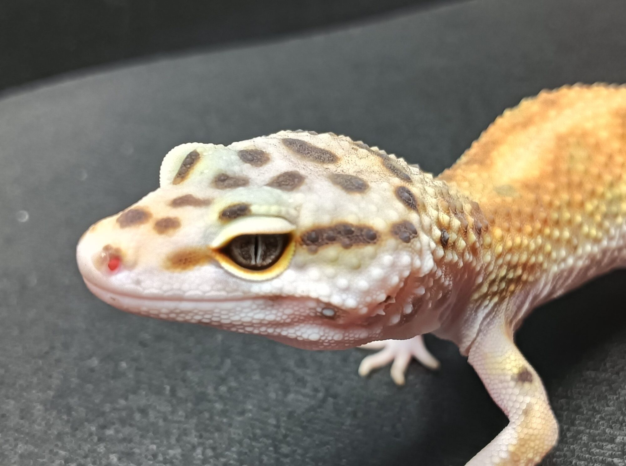 ヒョウモントカゲモドキ　HT2525