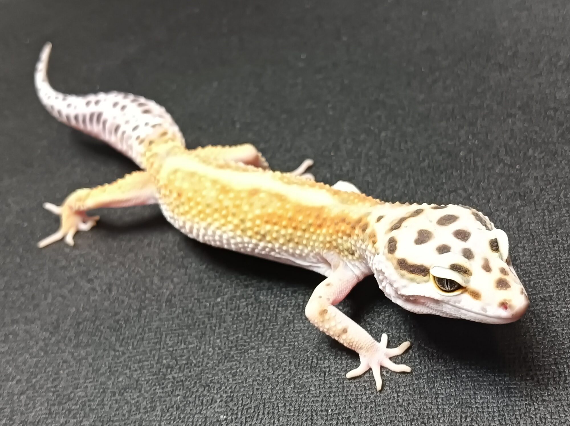 レオパ　タンジェリン　販売