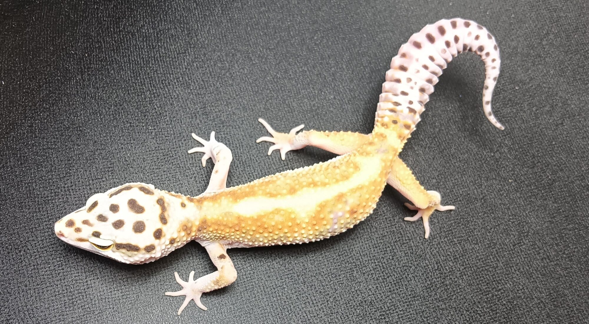 レオパ　タンジェリン　販売