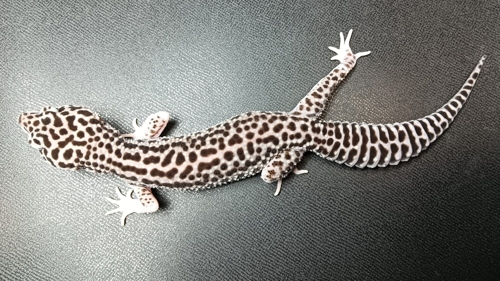 レオパ スパマク 販売