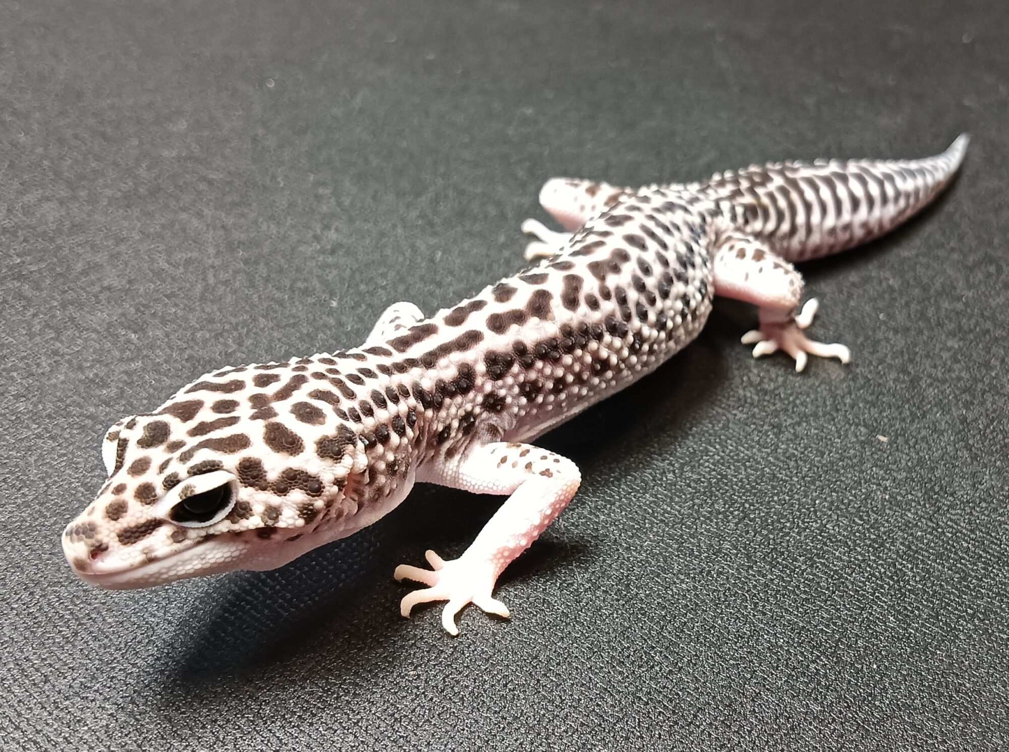 レオパ スパマク 販売