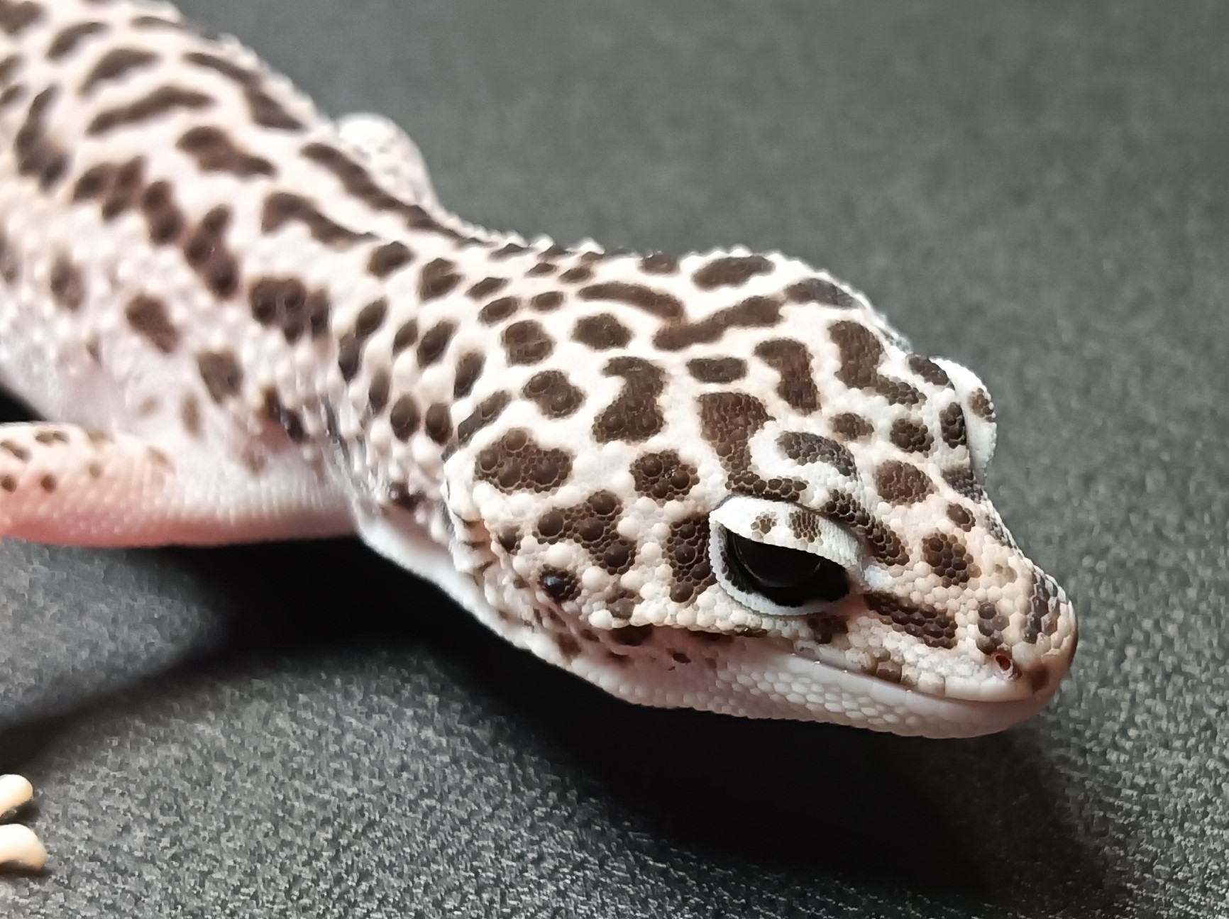 ヒョウモントカゲモドキ　HTA3325