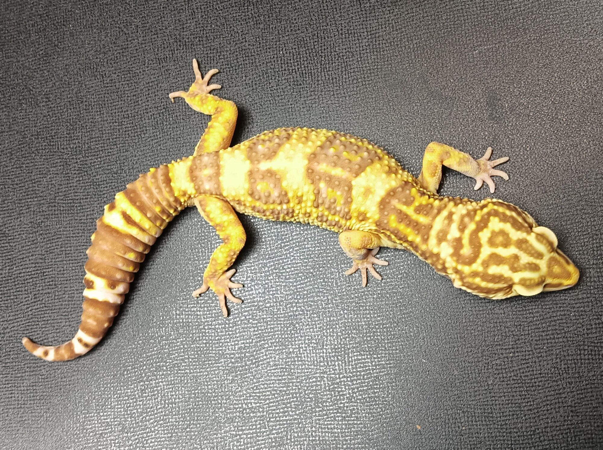 トレンパーアルビノ　レオパ　販売