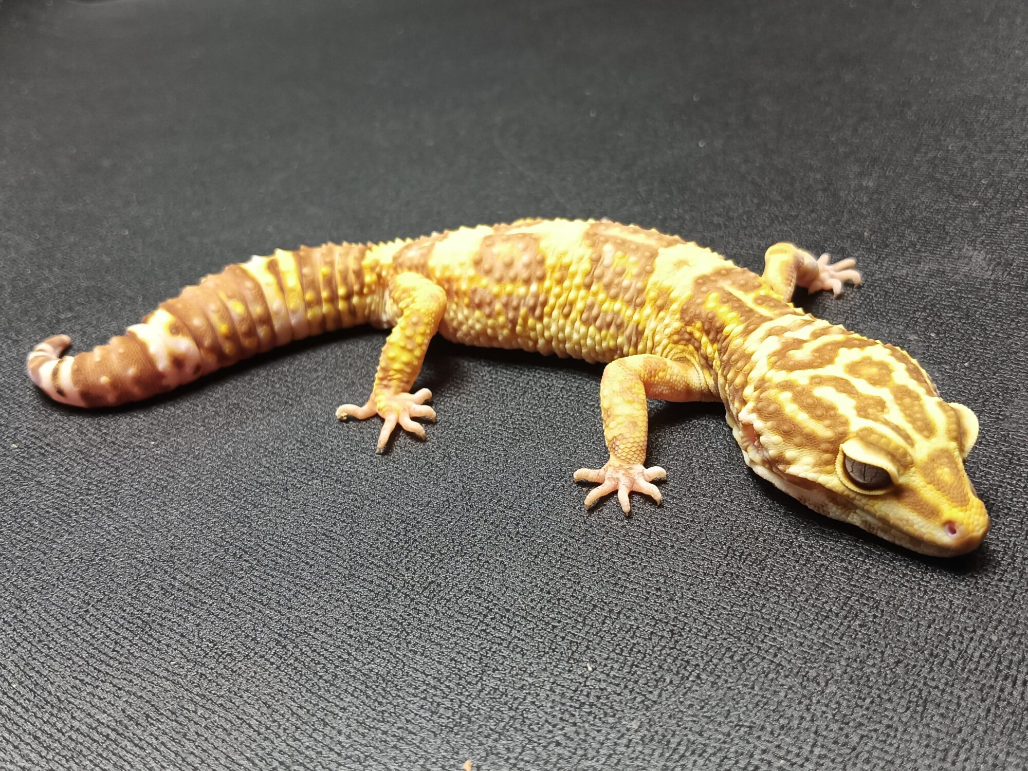 トレンパーアルビノ　レオパ　販売