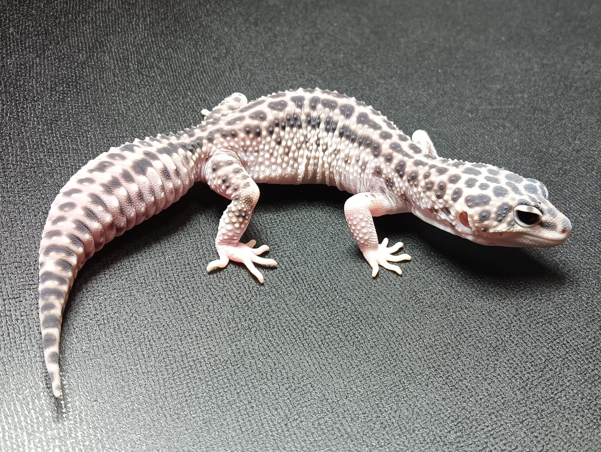 レオパ　スパマク　販売