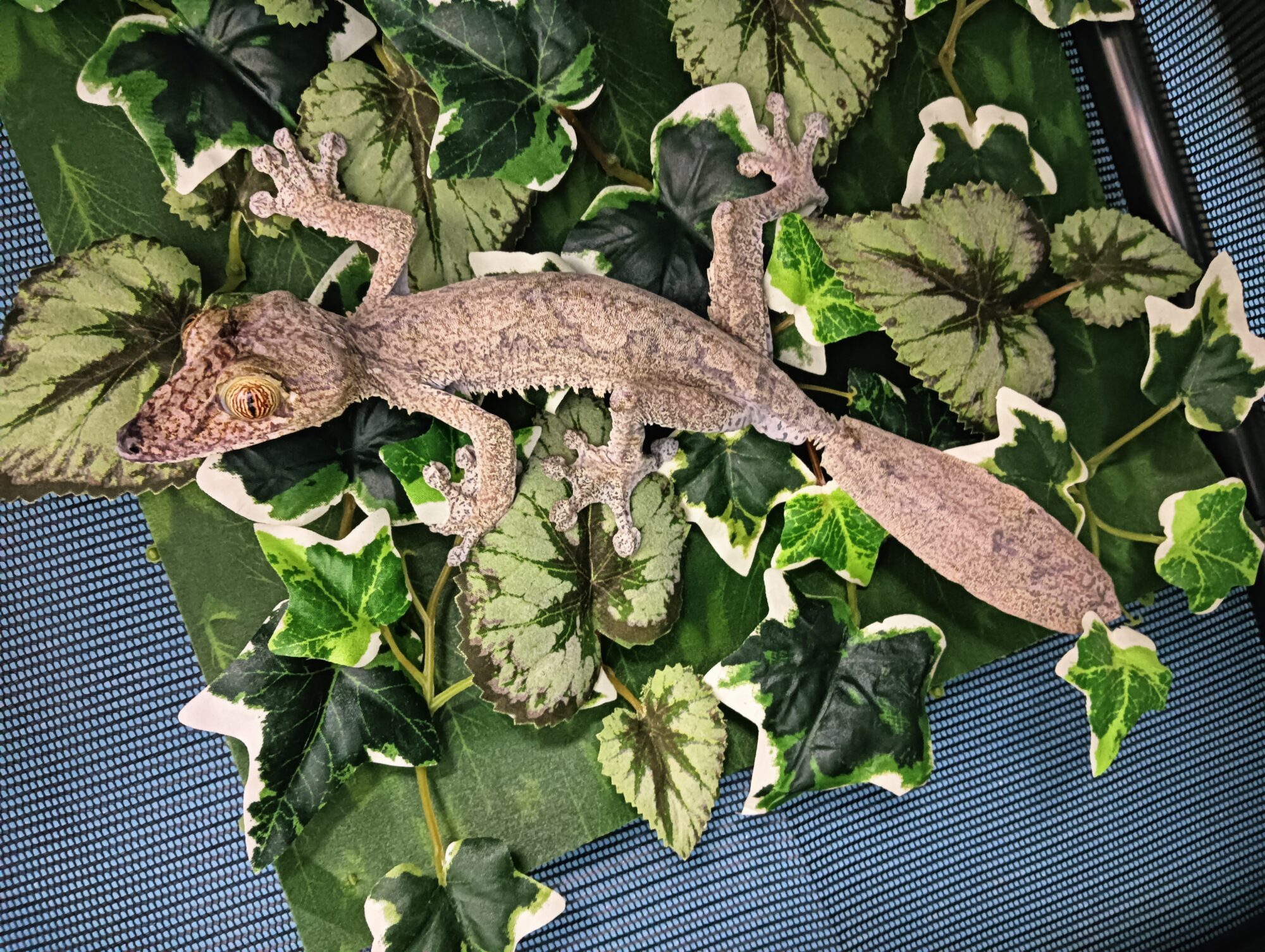 フリンジヘラオヤモリ　販売