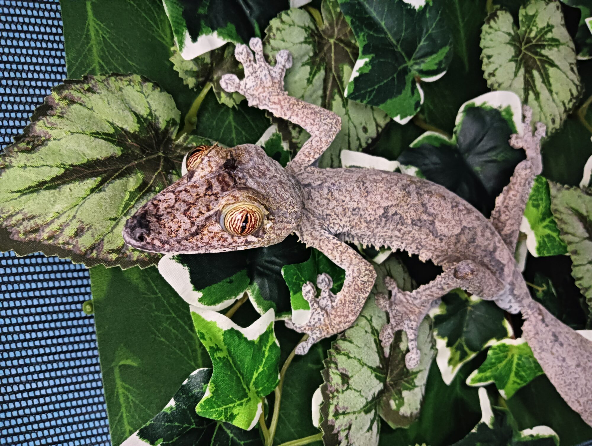 フリンジヘラオヤモリ　販売