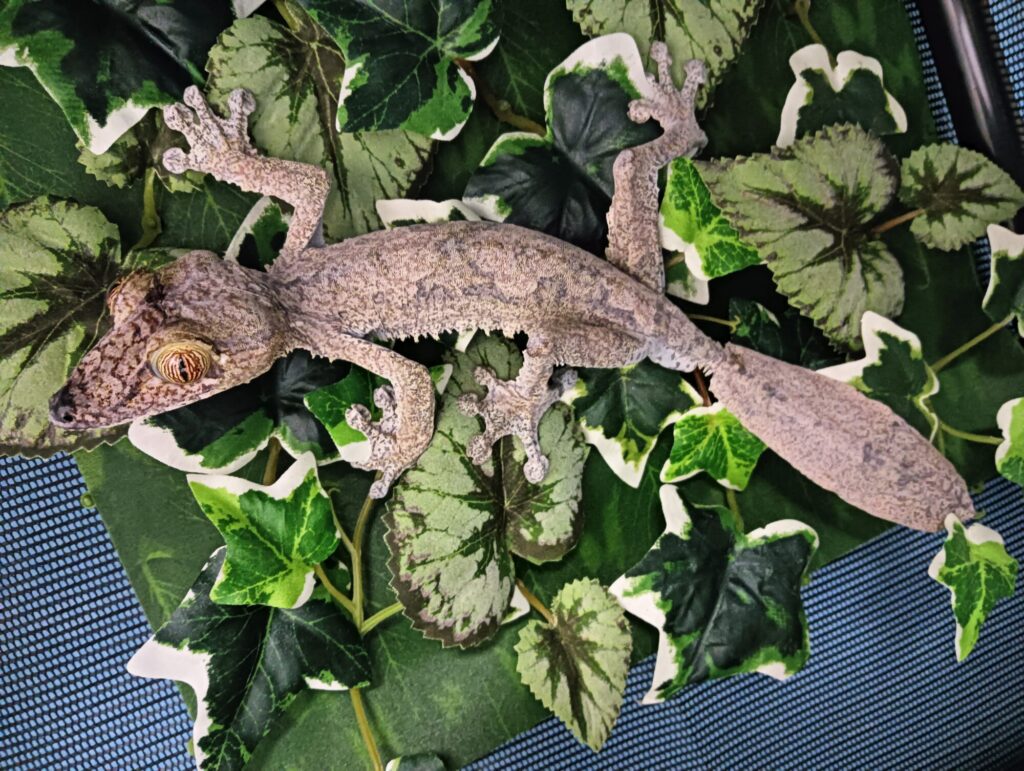 フリンジヘラオヤモリ 販売