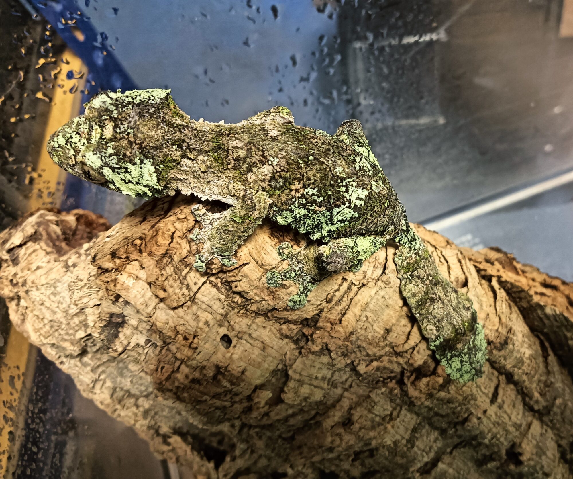 New Arrivals:ヤマビタイヘラオヤモリ