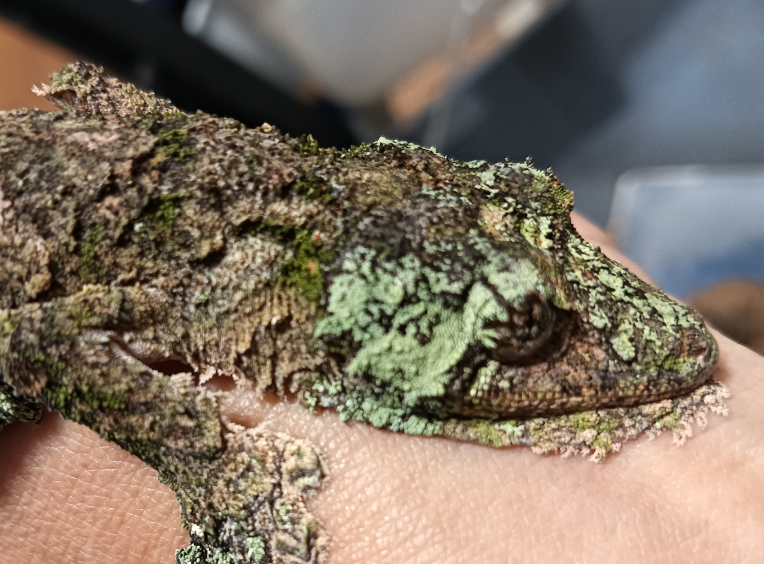 なごみごのみ『苔むした樹皮？』