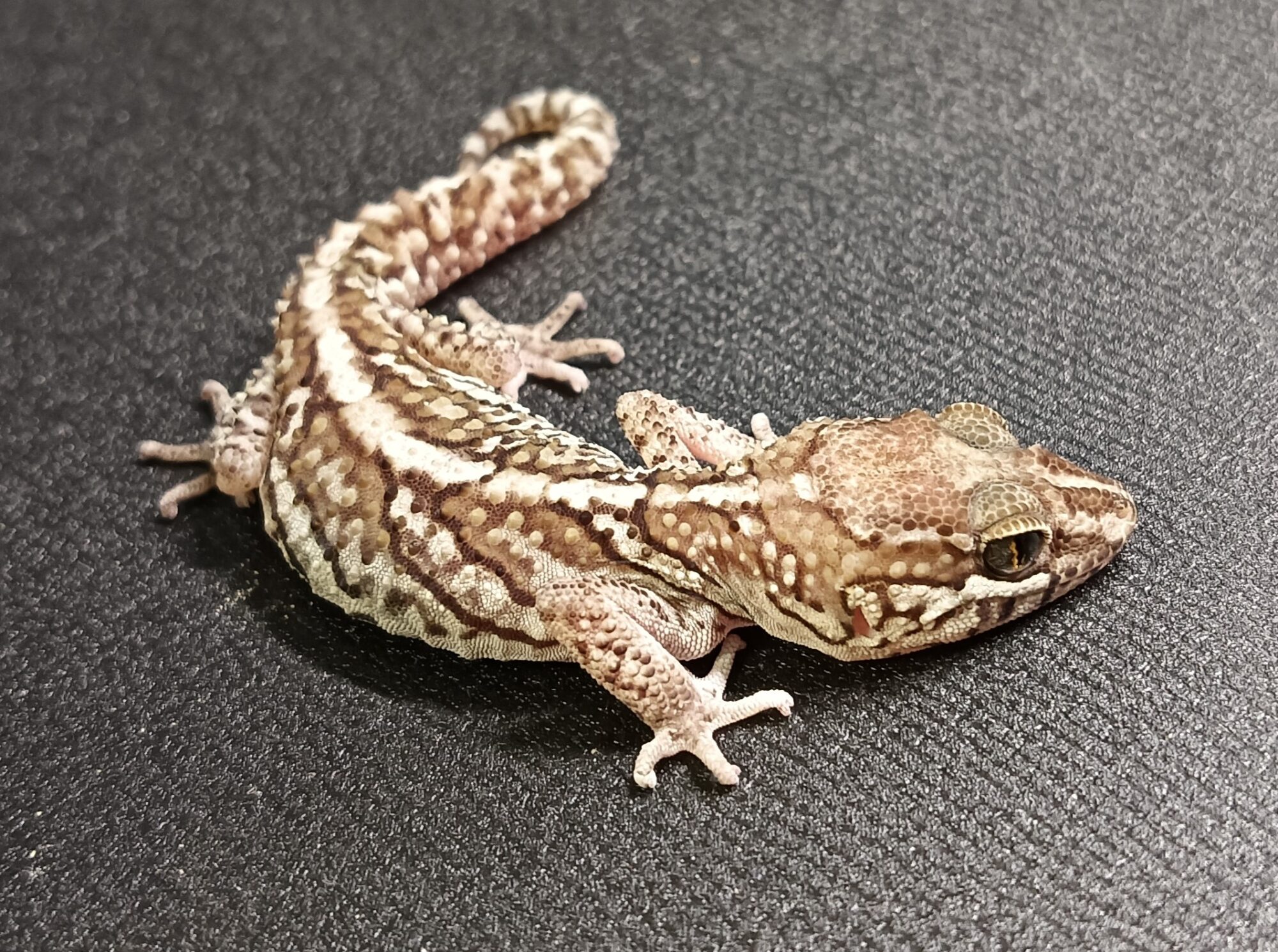 ソメワケササクレヤモリ　SSA2525