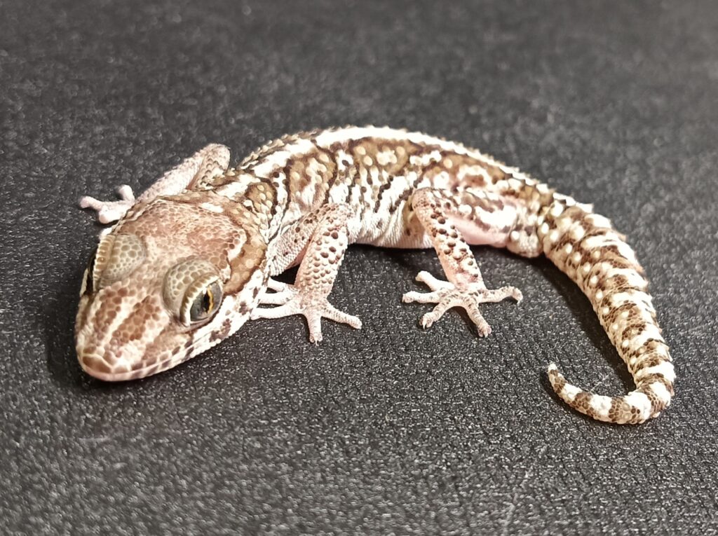 ソメワケササクレヤモリ　販売