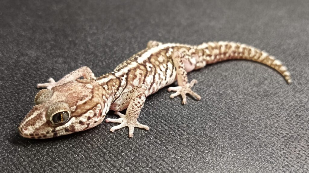 ソメワケササクレヤモリ　販売