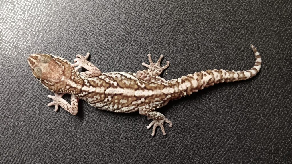 ソメワケササクレヤモリ　販売