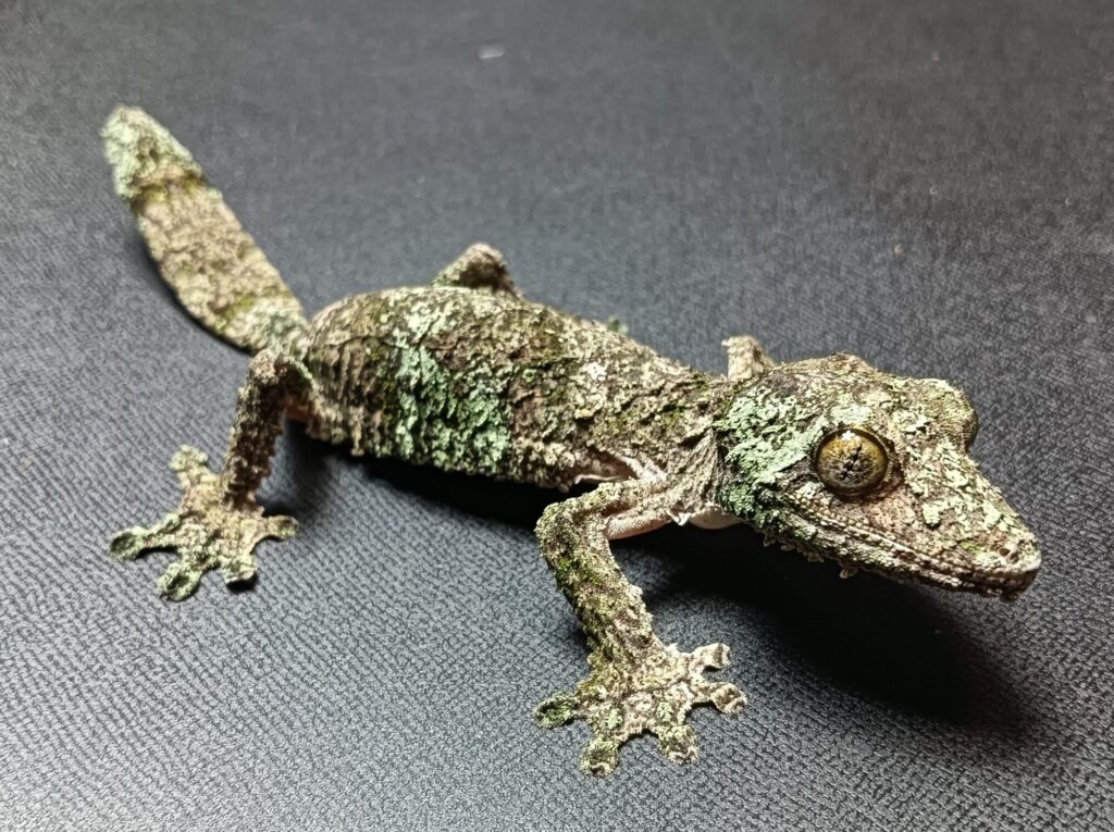 ヤマビタイヘラオヤモリ　販売