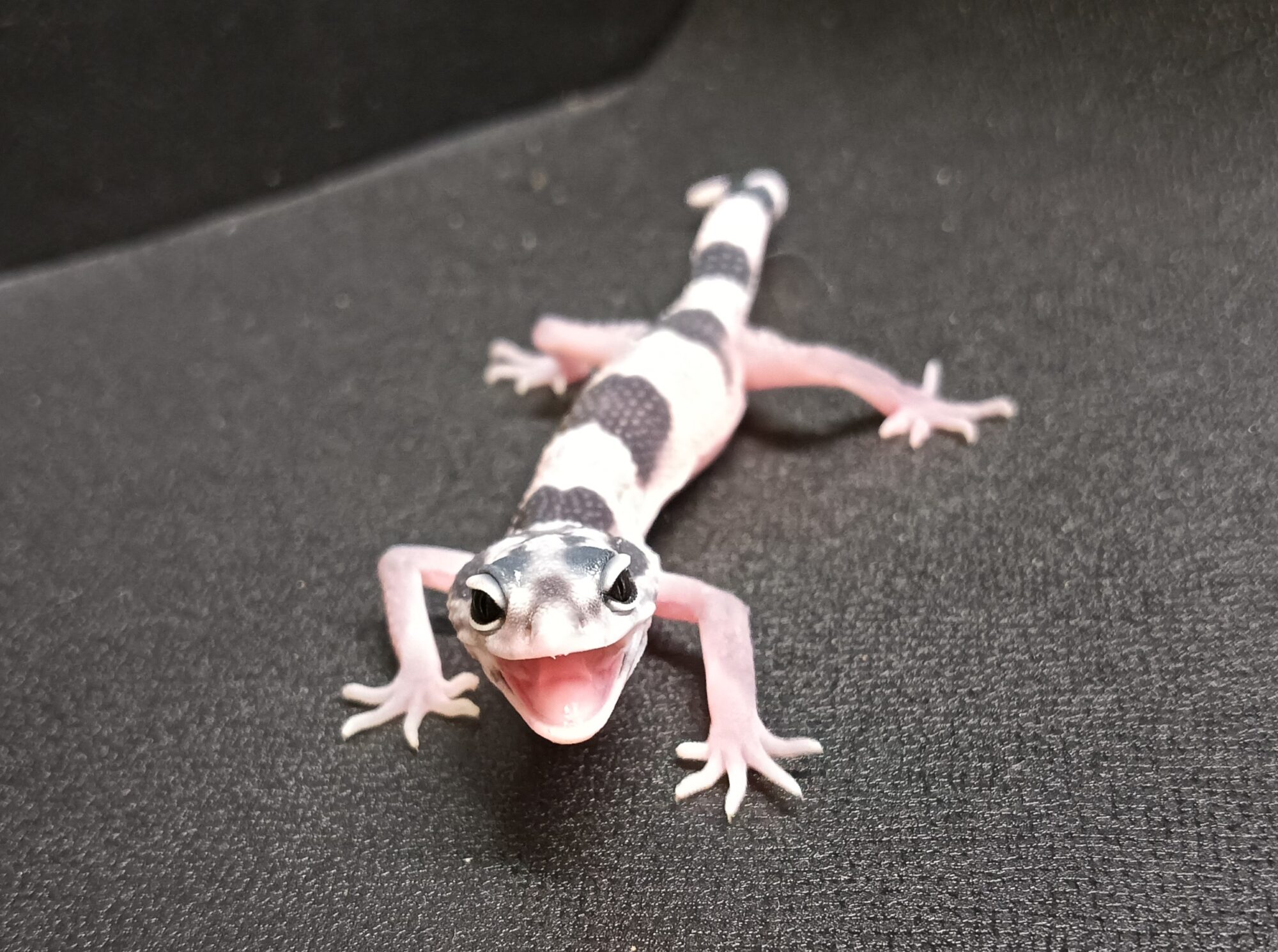 オバケトカゲモドキ