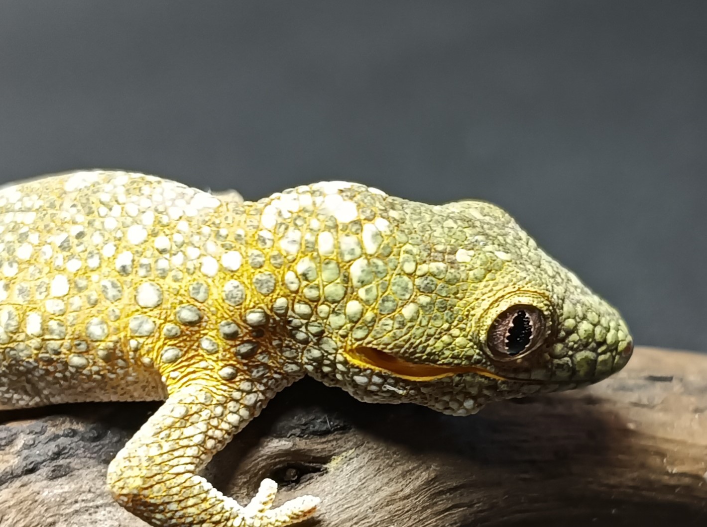 アグリコラクチサケヤモリ　販売