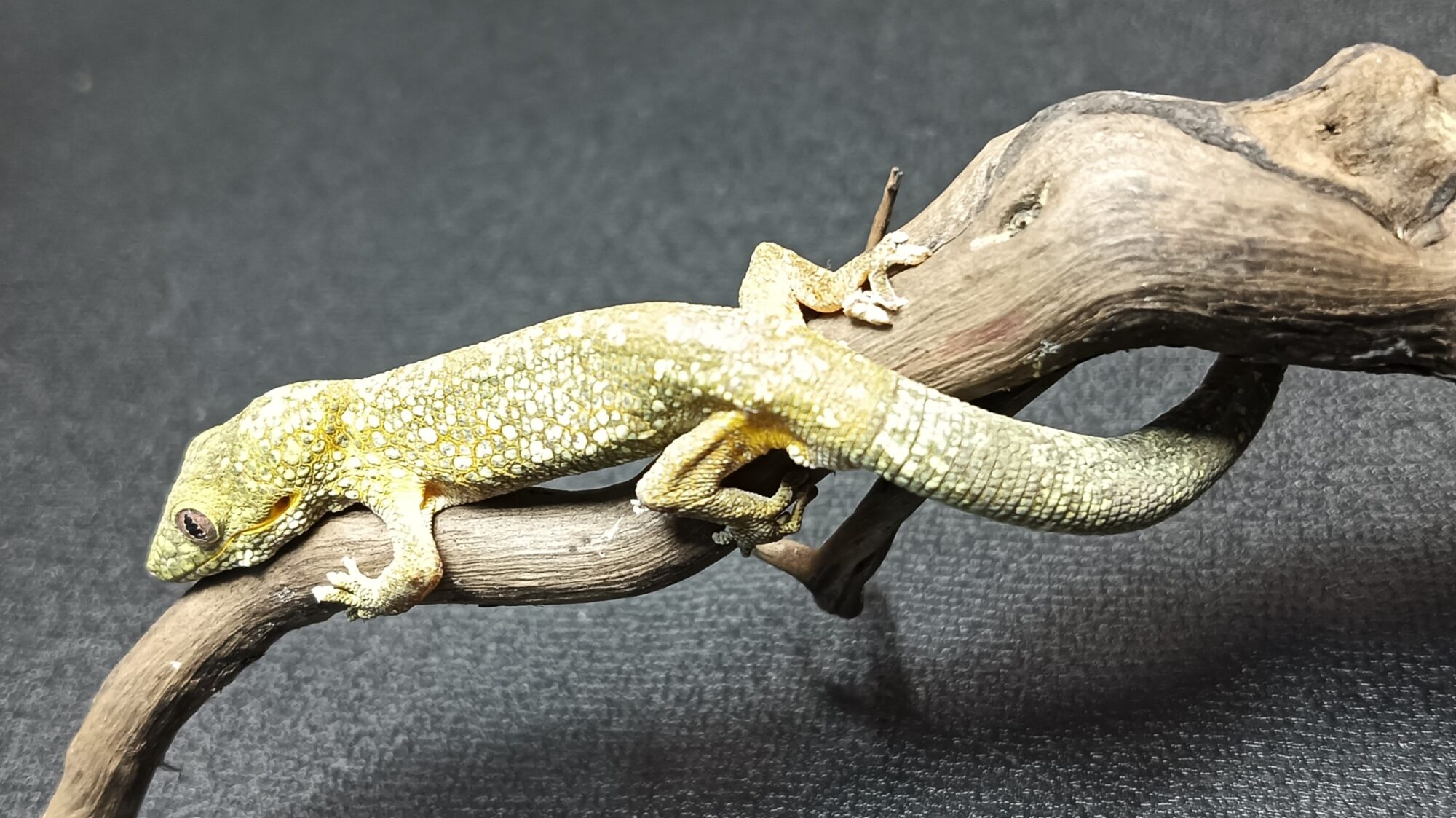 アグリコラクチサケヤモリ　販売