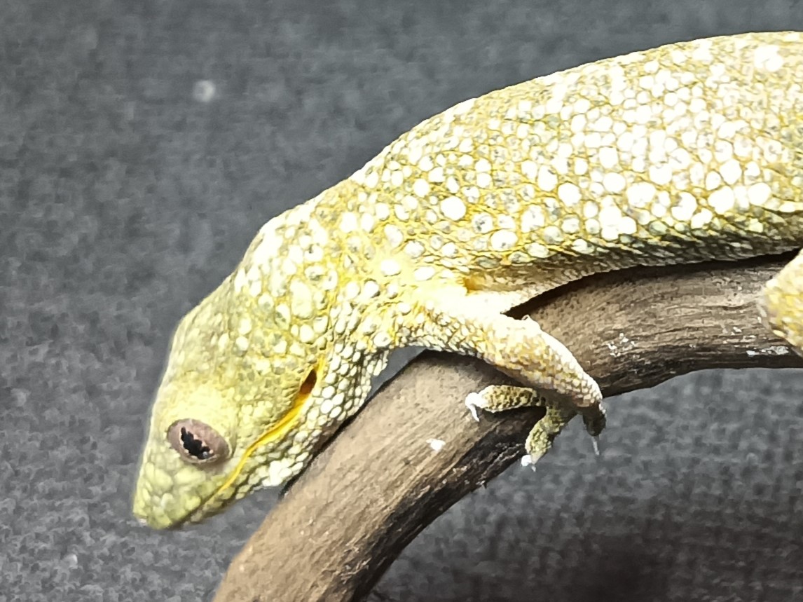 アグリコラクチサケヤモリ　販売