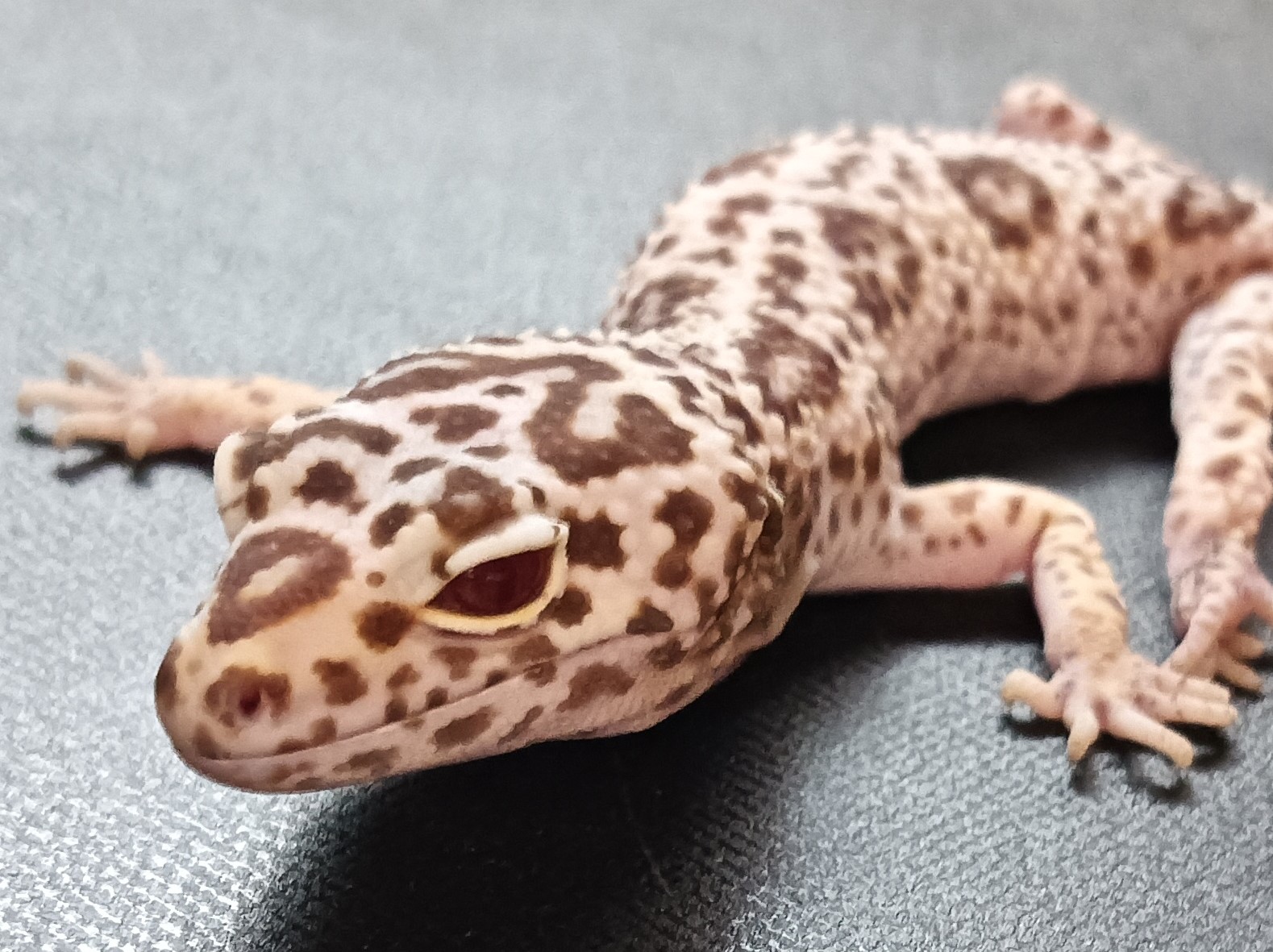 １周年記念セール