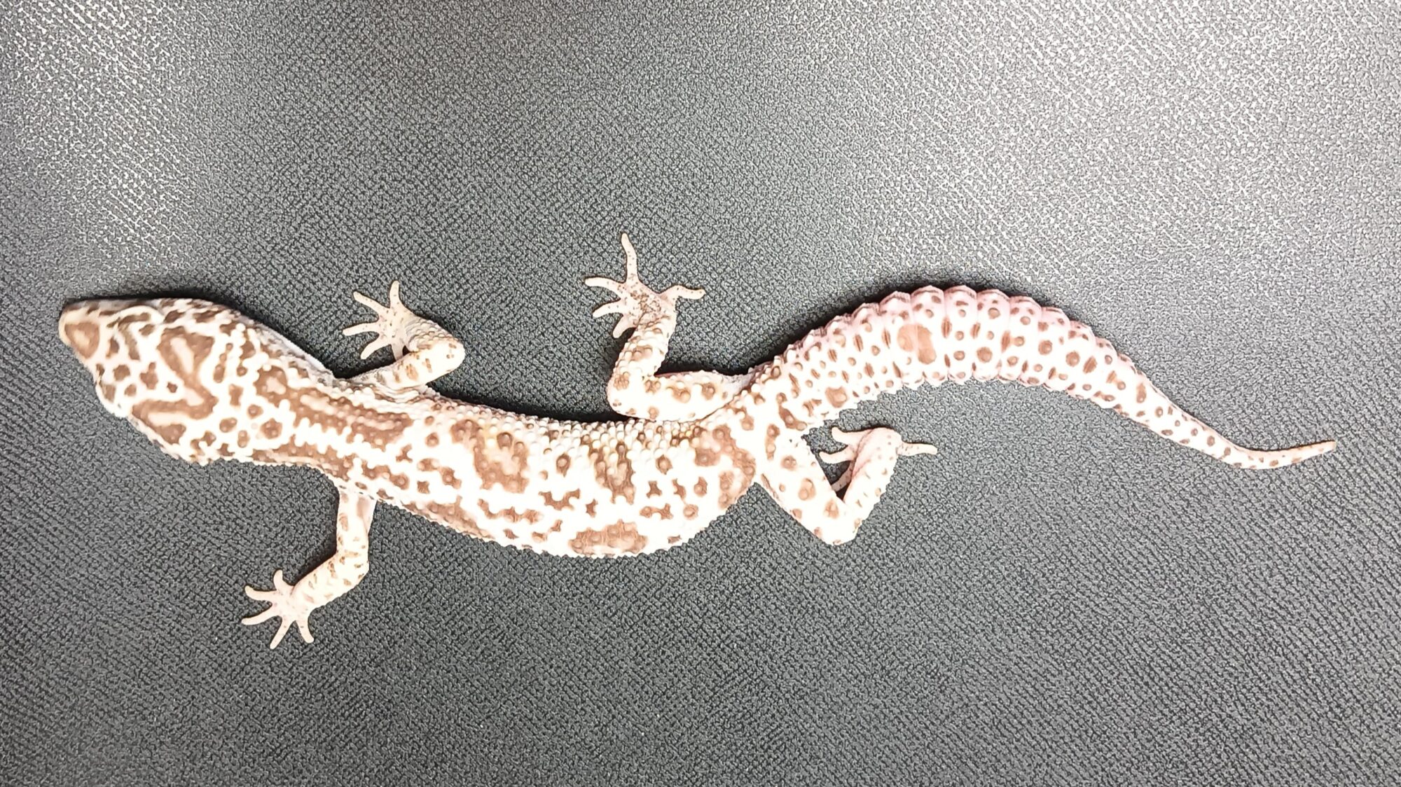 レオパ　ブラッドサッカー　販売