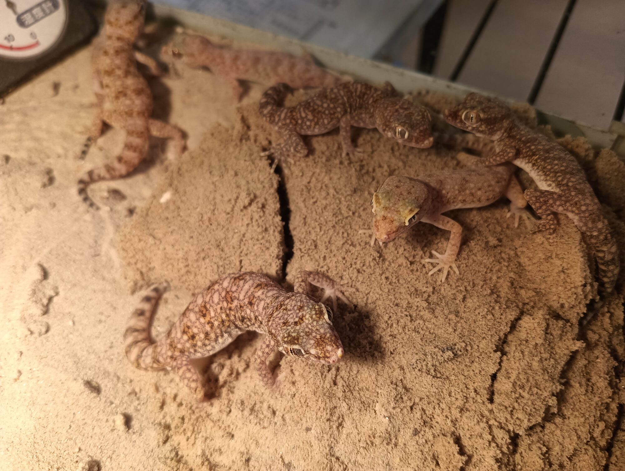 エレガンスボウユビヤモリ 販売