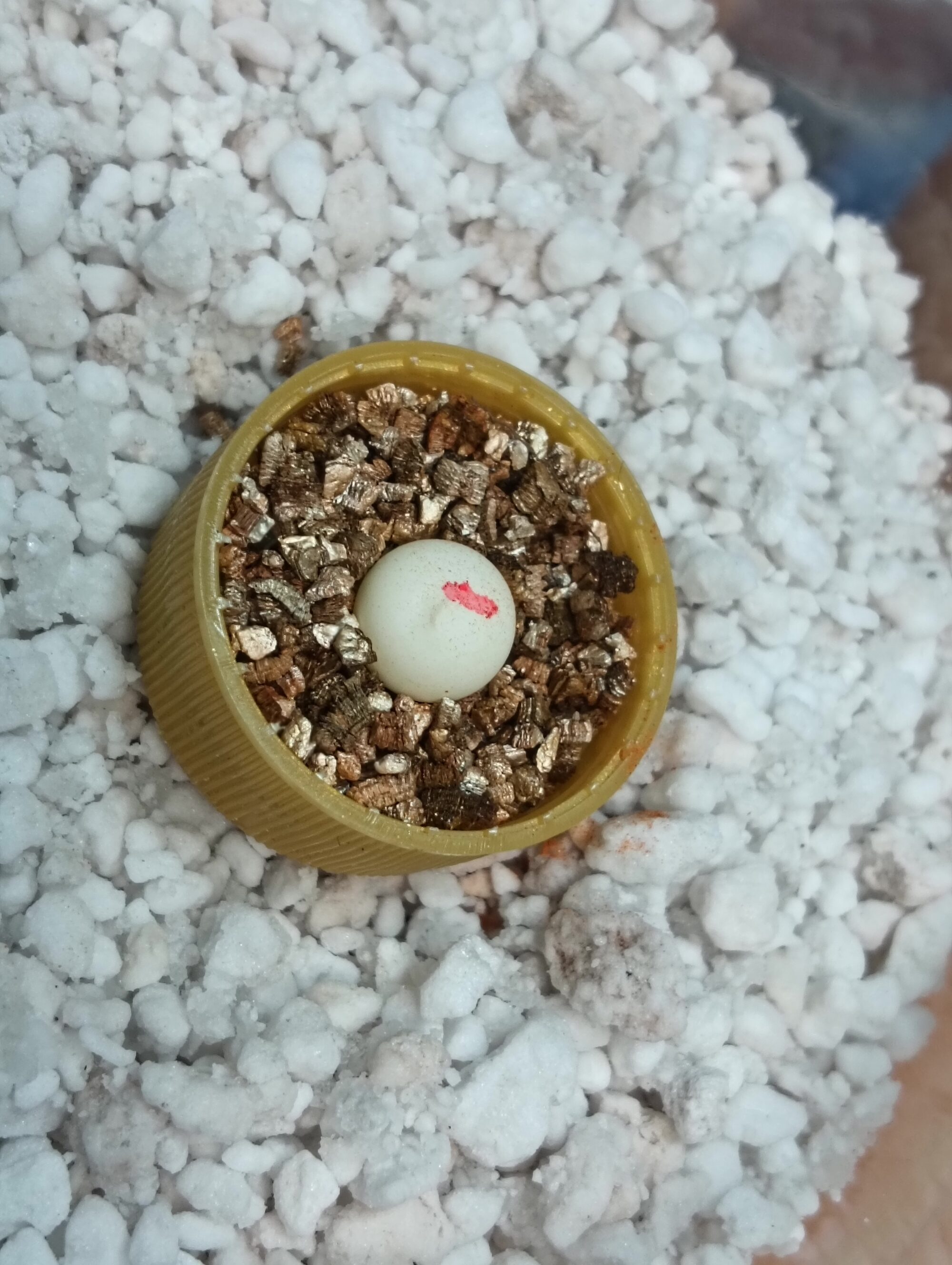 エレガンスボウユビヤモリ 販売